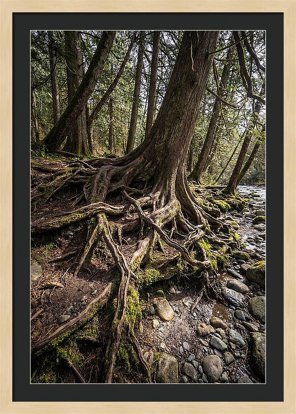 Natures Embrace Of Earth