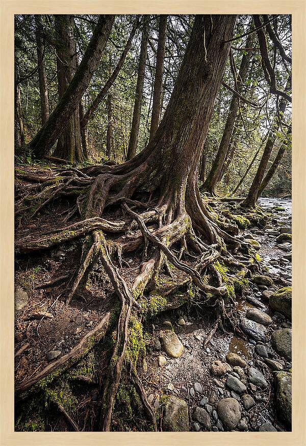 Natures Embrace Of Earth