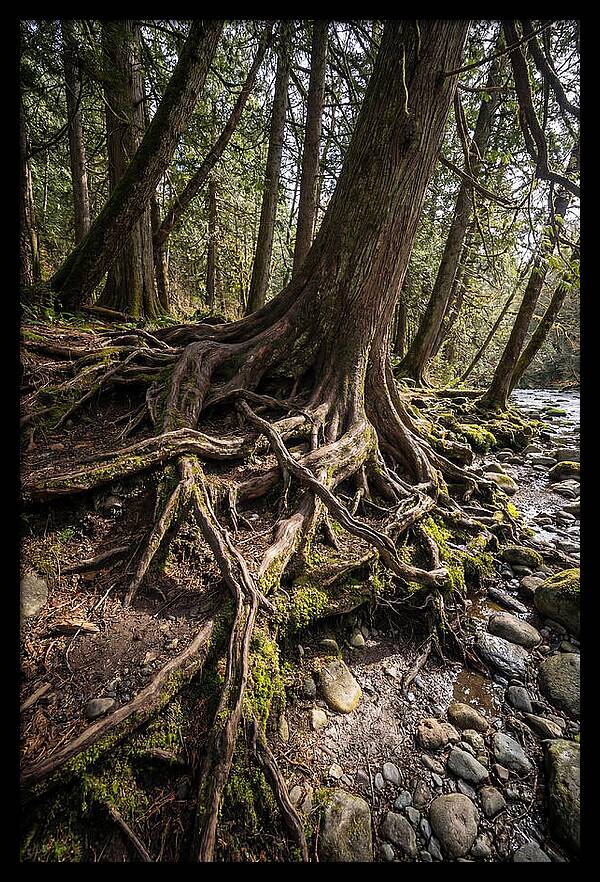 Natures Embrace Of Earth