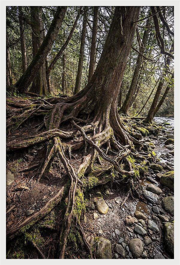 Natures Embrace Of Earth