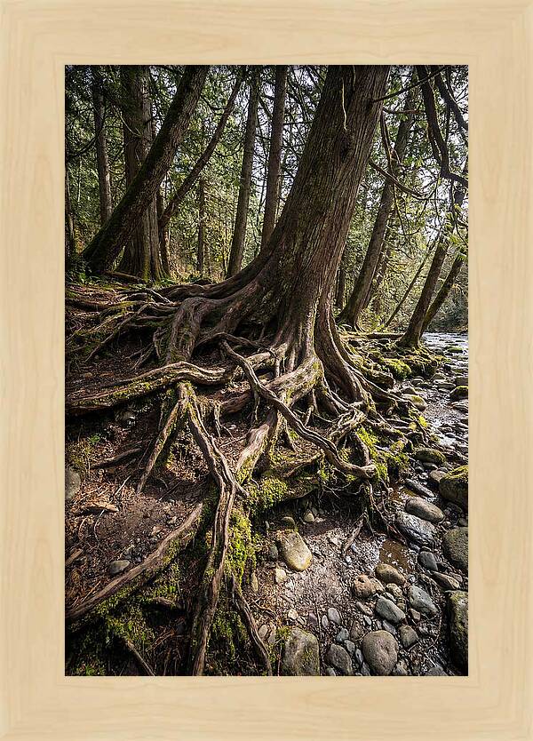 Natures Embrace Of Earth