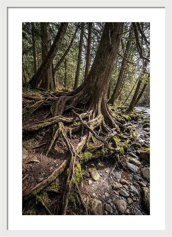 Natures Embrace Of Earth