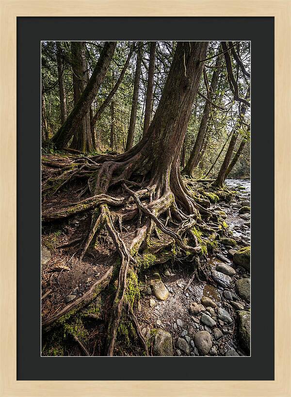 Natures Embrace Of Earth