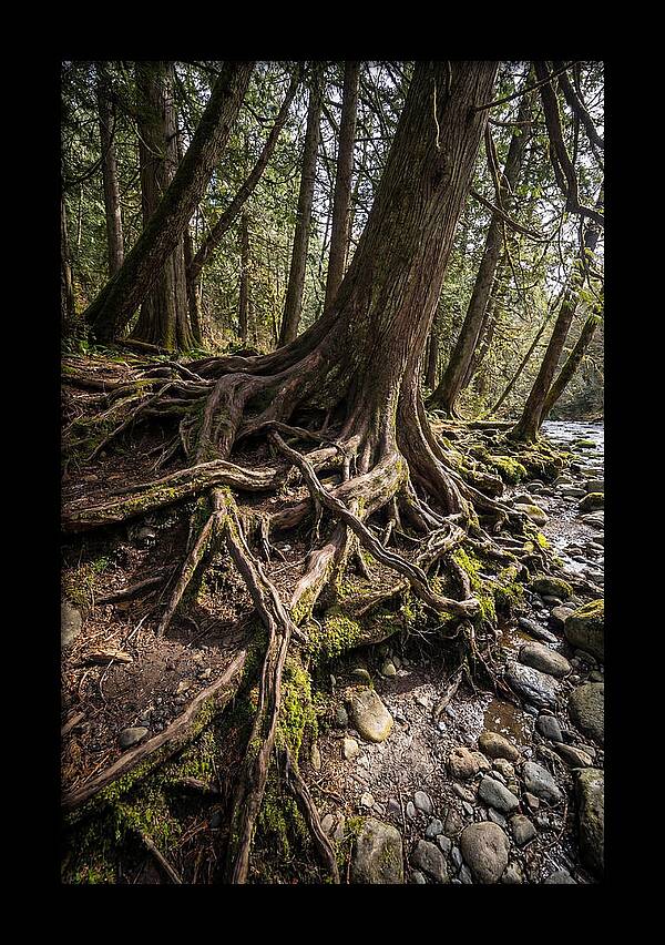 Natures Embrace Of Earth