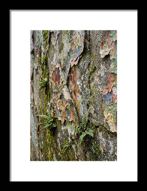 Natures Embrace On Weathered Walls