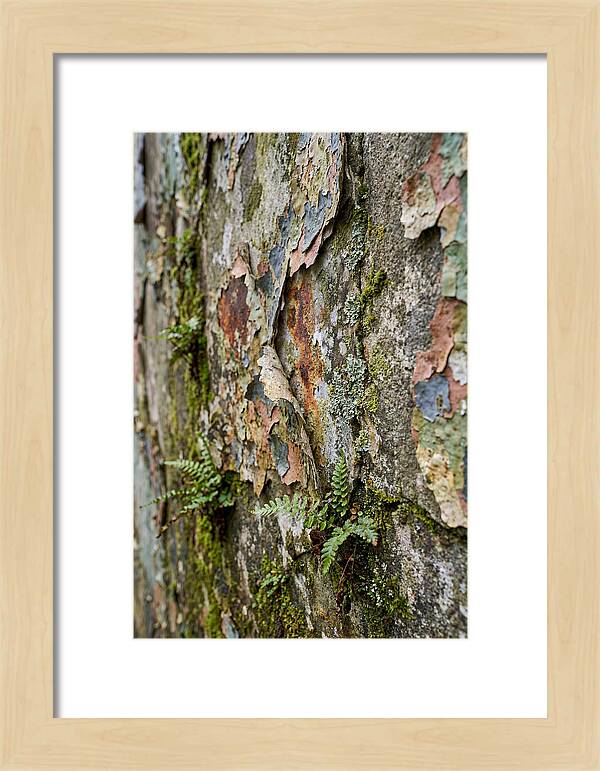 Natures Embrace On Weathered Walls
