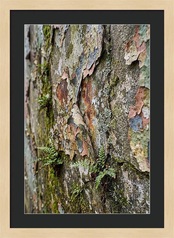 Natures Embrace On Weathered Walls