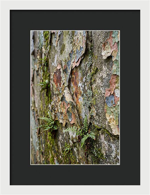 Natures Embrace On Weathered Walls