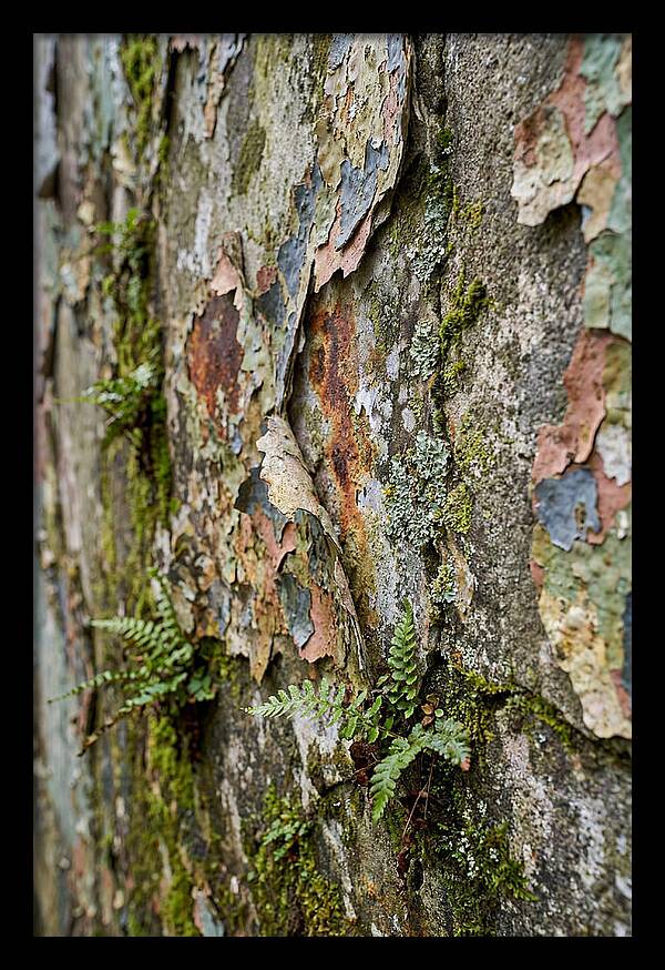 Natures Embrace On Weathered Walls