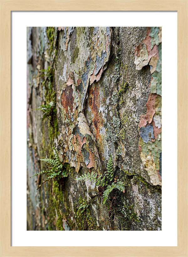 Natures Embrace On Weathered Walls
