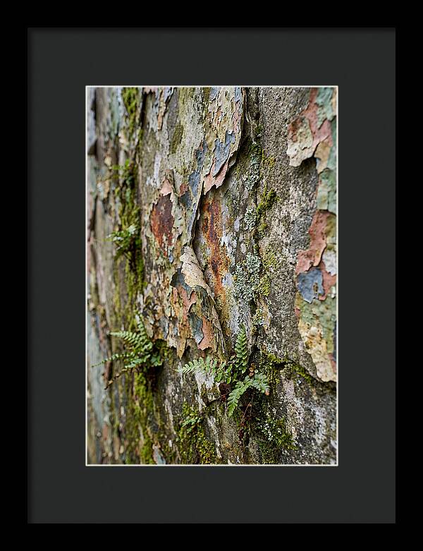 Natures Embrace On Weathered Walls