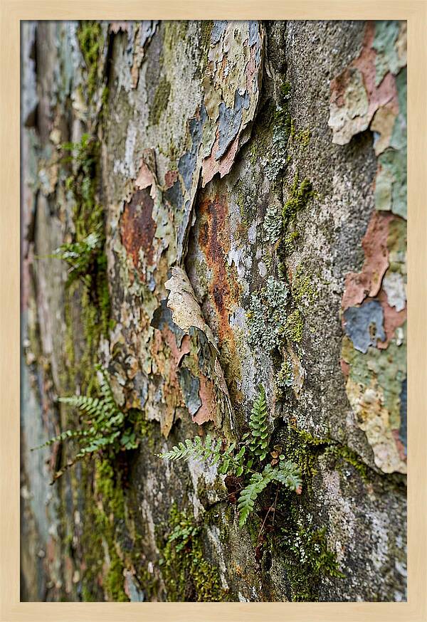 Natures Embrace On Weathered Walls