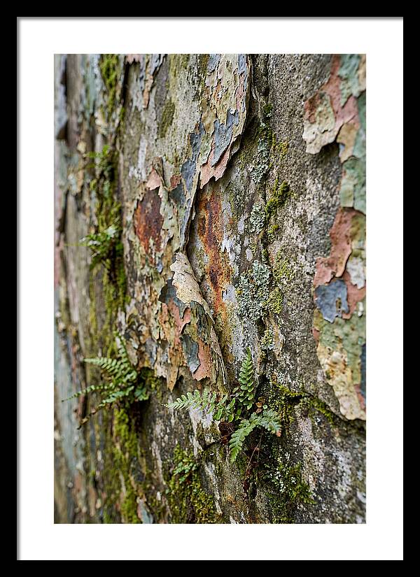 Natures Embrace On Weathered Walls