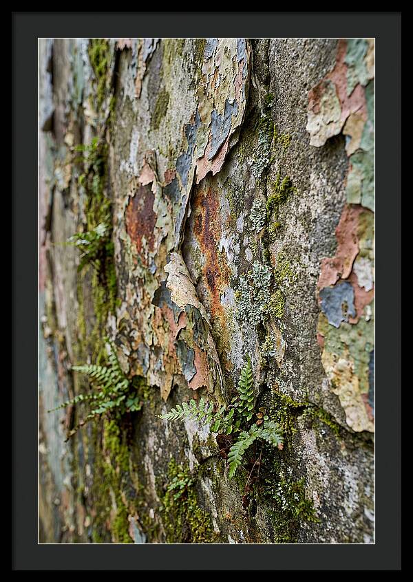 Natures Embrace On Weathered Walls