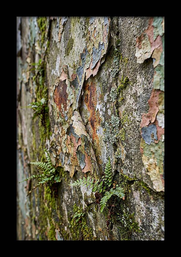 Natures Embrace On Weathered Walls