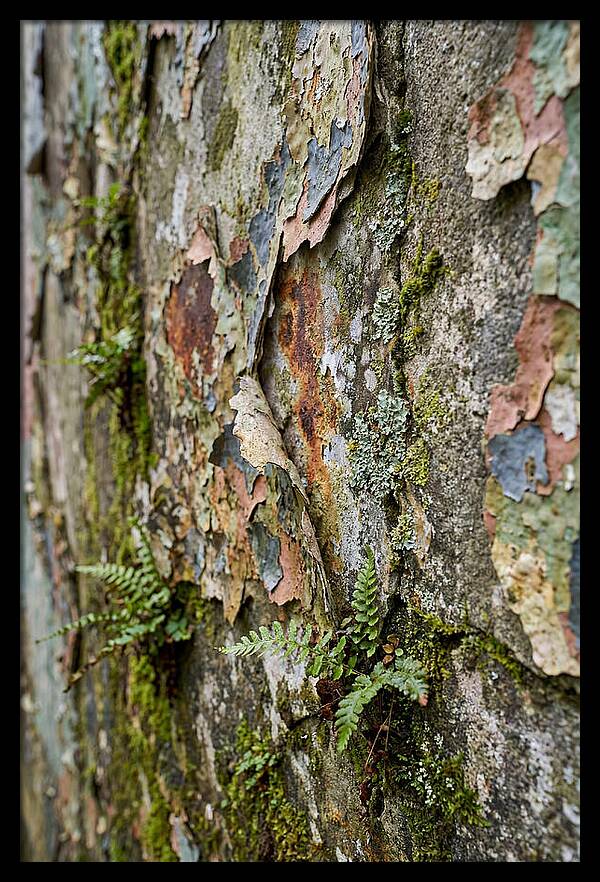 Natures Embrace On Weathered Walls