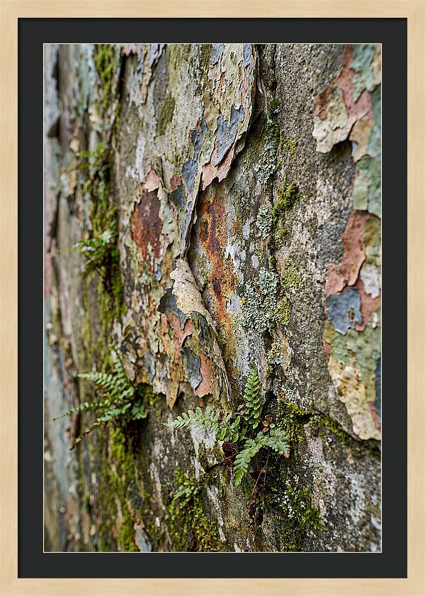 Natures Embrace On Weathered Walls