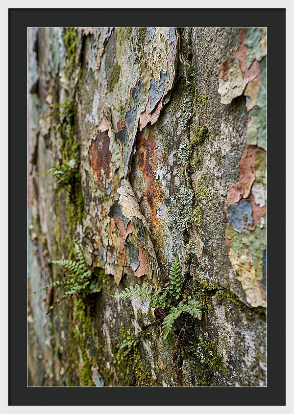 Natures Embrace On Weathered Walls