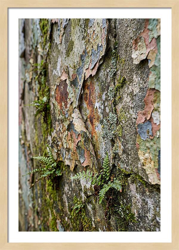 Natures Embrace On Weathered Walls