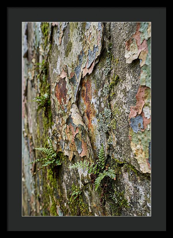 Natures Embrace On Weathered Walls