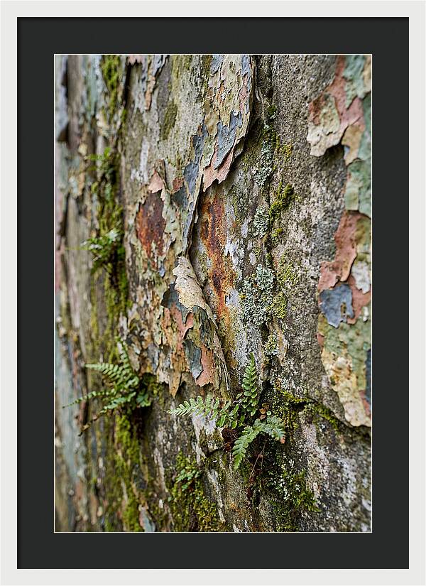Natures Embrace On Weathered Walls
