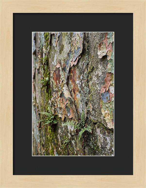 Natures Embrace On Weathered Walls