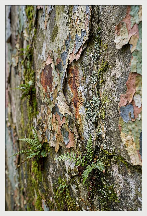 Natures Embrace On Weathered Walls