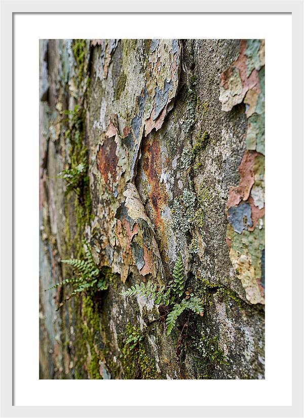 Natures Embrace On Weathered Walls