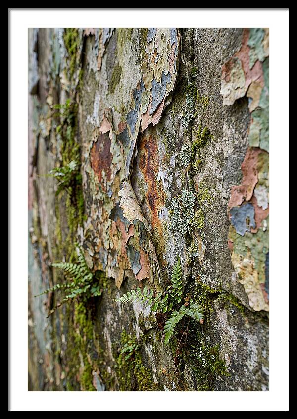 Natures Embrace On Weathered Walls