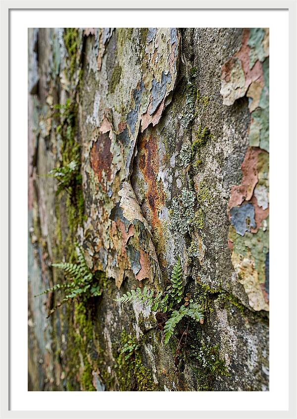 Natures Embrace On Weathered Walls
