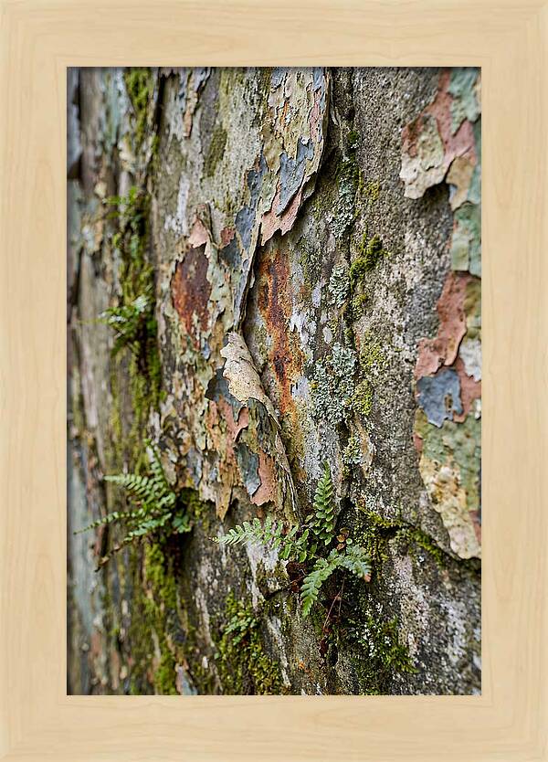 Natures Embrace On Weathered Walls