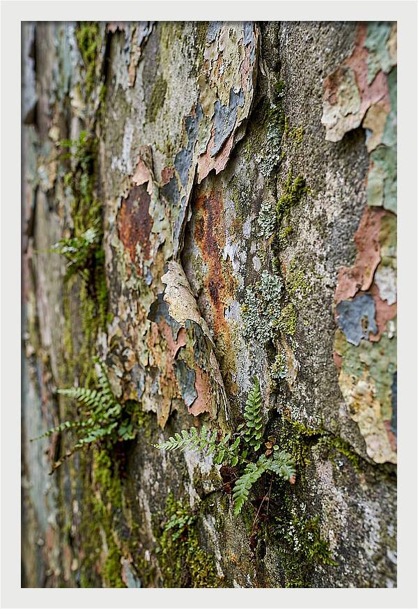 Natures Embrace On Weathered Walls