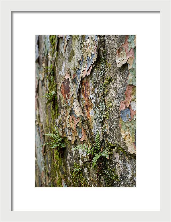 Natures Embrace On Weathered Walls