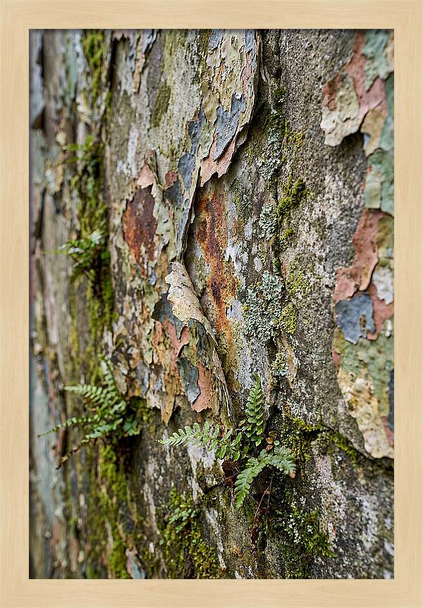 Natures Embrace On Weathered Walls