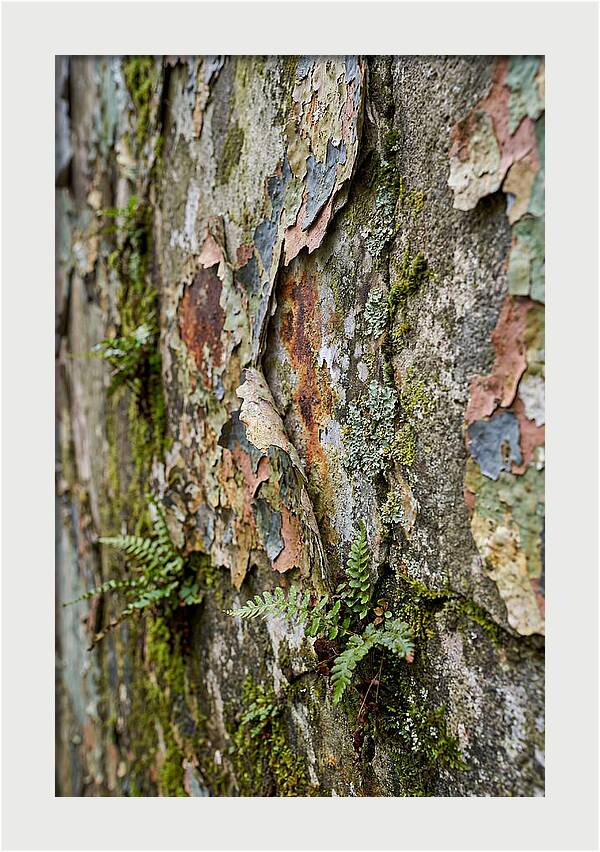 Natures Embrace On Weathered Walls