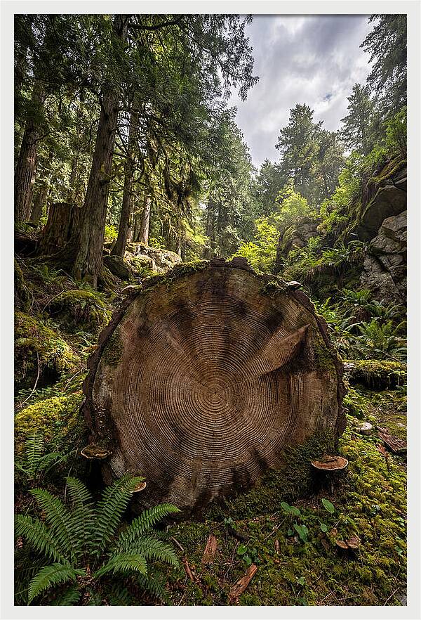 Natures Inner Patterns