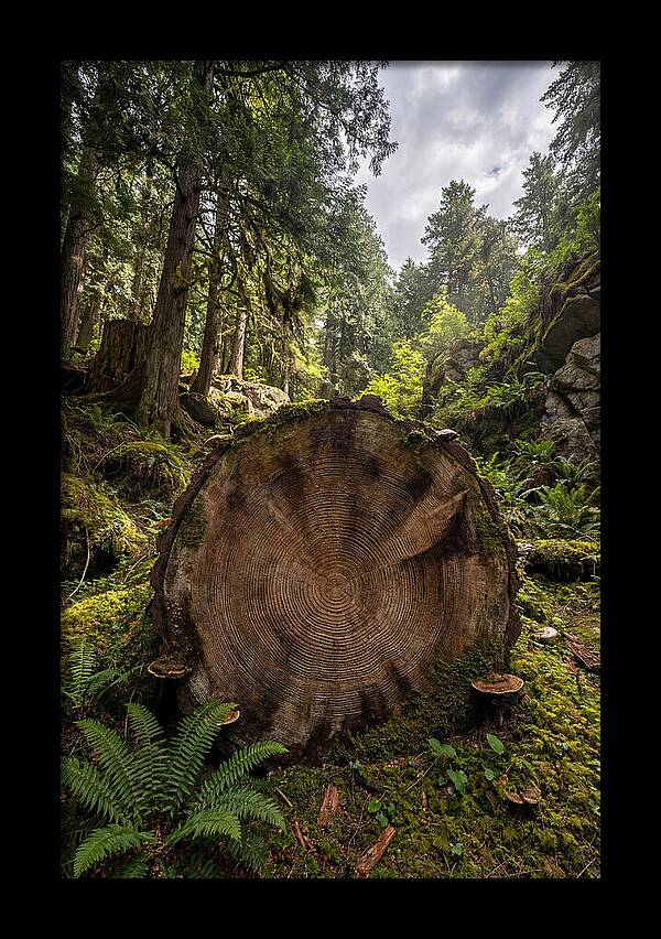 Natures Inner Patterns