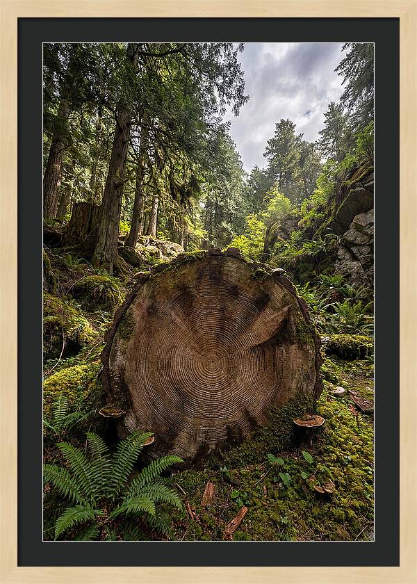 Natures Inner Patterns