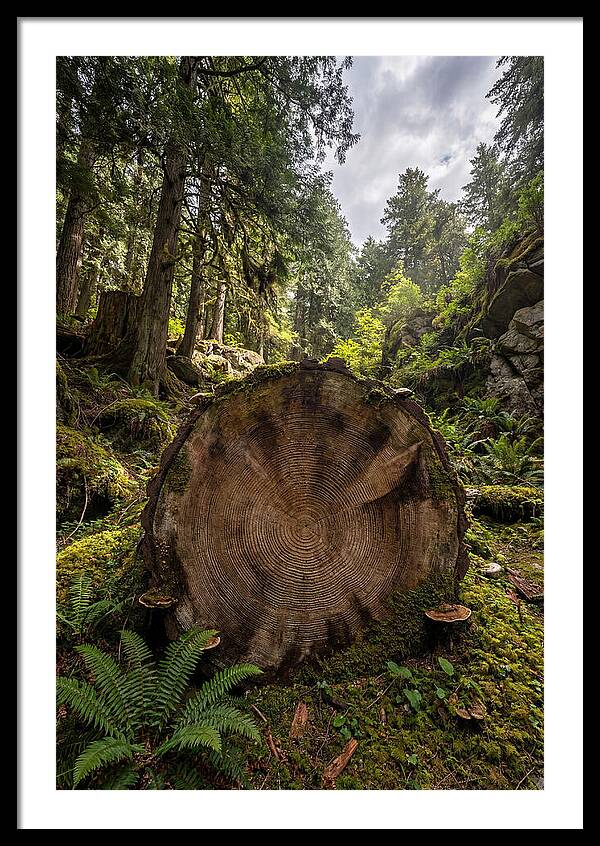 Natures Inner Patterns