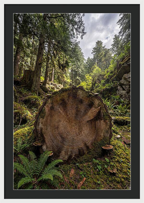 Natures Inner Patterns