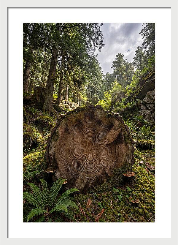 Natures Inner Patterns