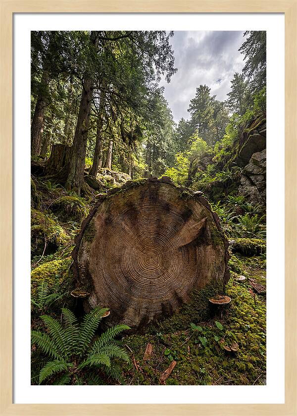 Natures Inner Patterns