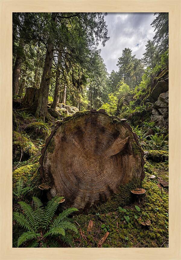 Natures Inner Patterns