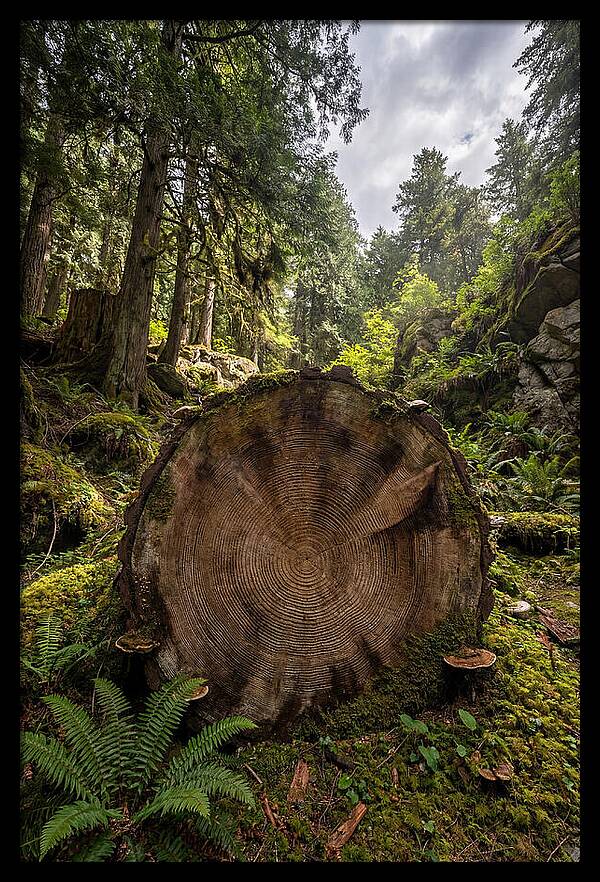 Natures Inner Patterns