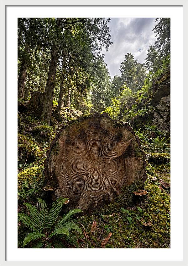 Natures Inner Patterns