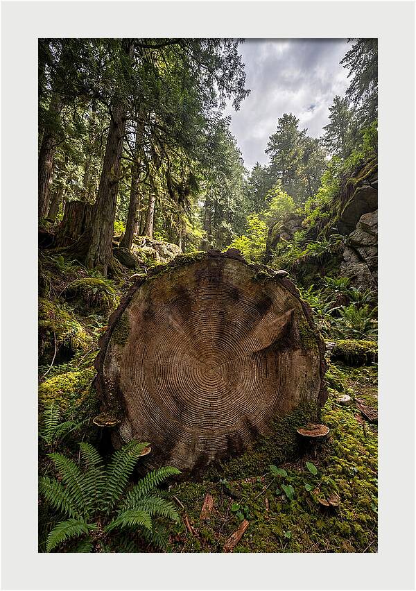 Natures Inner Patterns