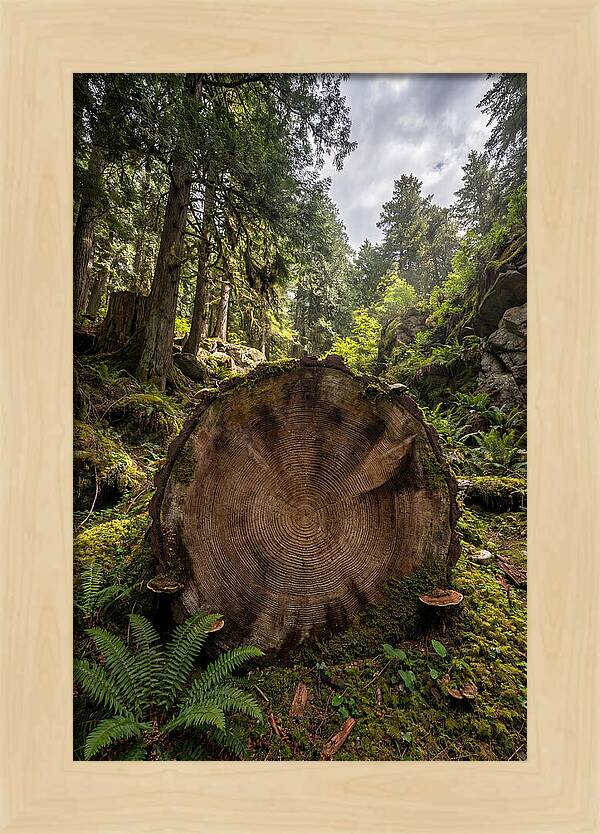 Natures Inner Patterns