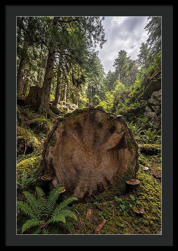 Natures Inner Patterns