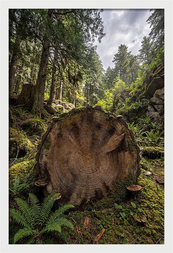 Natures Inner Patterns