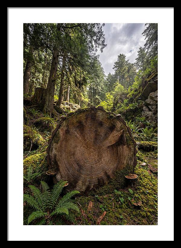 Natures Inner Patterns